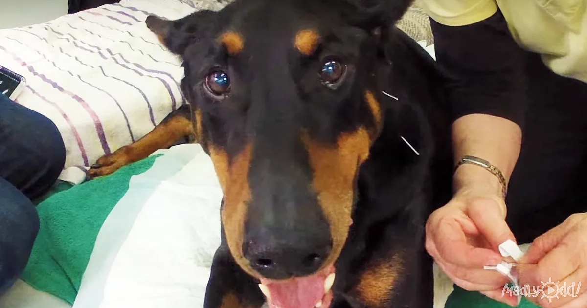 A Dog With a Damaged Spine Is Left Paralyzed. Months Later, He''s Running and Smiling.