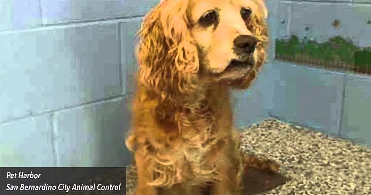 A golden Cocker Spaniel sits in a kennel at San Bernardino City Animal Control.