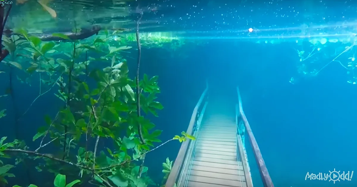 Haunting Footage of a Hiking Trail Submerged Underwater. Wow!