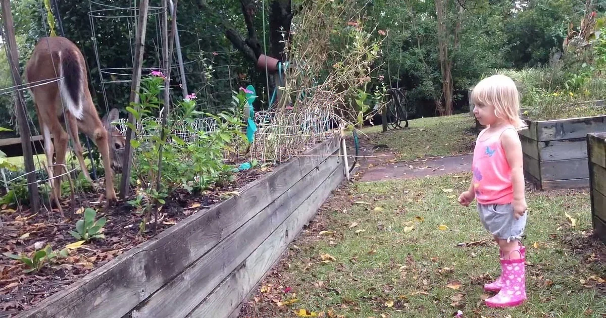 Baby Deer Comes Face to Face With Little Girl - Dad''s Video Is Delighting the Internet