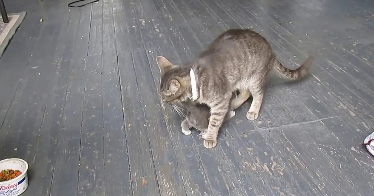 A gray tabby cat wearing a white collar sits on a weathered wooden deck, sniffing the ground near a food container.