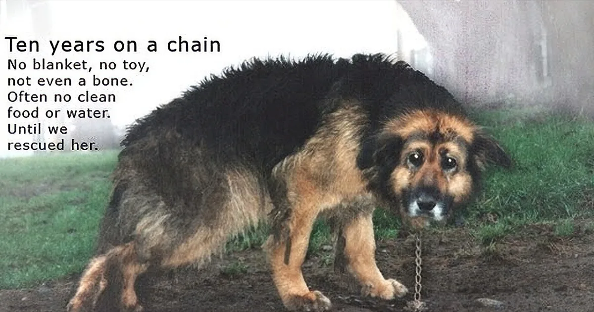 A Dog Who Was Chained in a Yard for 10 Years Was Almost Euthanized - for $50