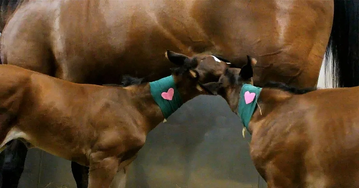 A Horse Gives Birth to a Very Rare Filly. Then, the Vets See Something That Rarely Happens