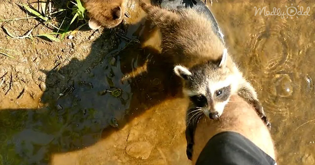 Adorable Baby Raccoons Adopt Fisherman for Cutest Friendship You'll See Today