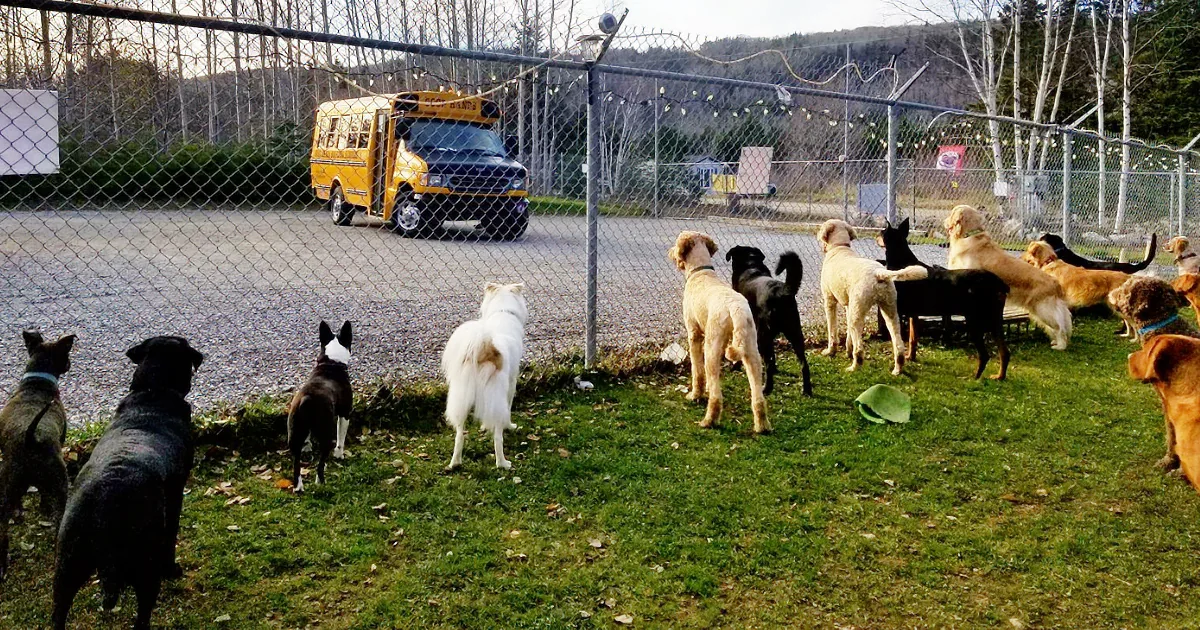 Dogs gather on grass, watching a yellow bus parked behind a chain-link fence.