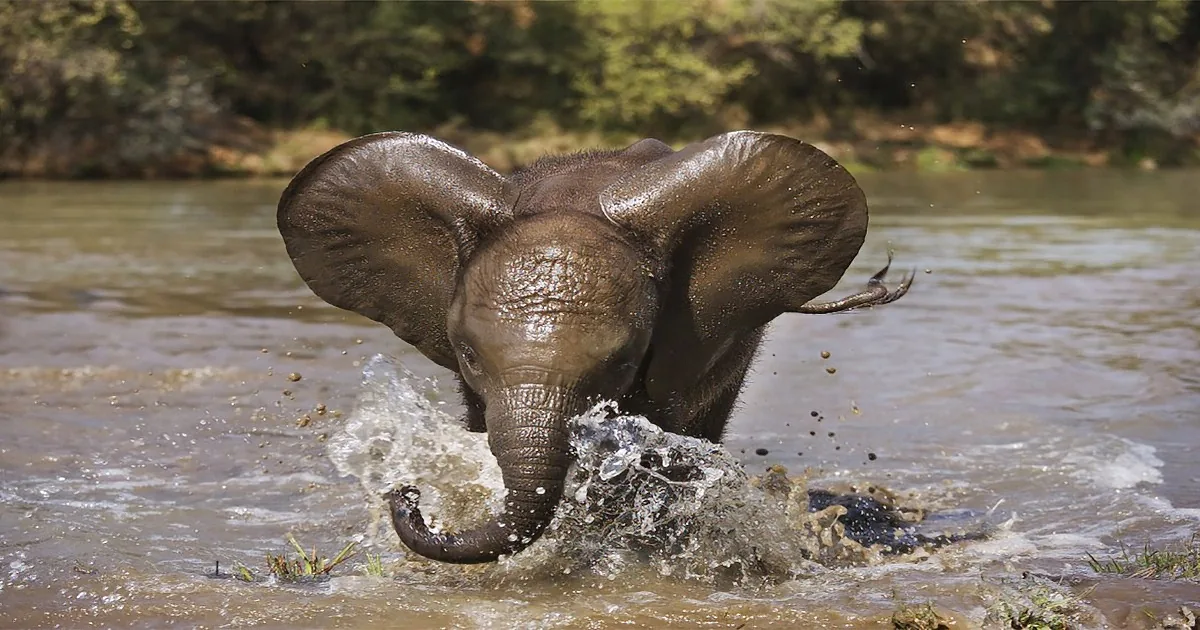 A baby elephant splashes playfully in a muddy river, its ears flapping and trunk raised.