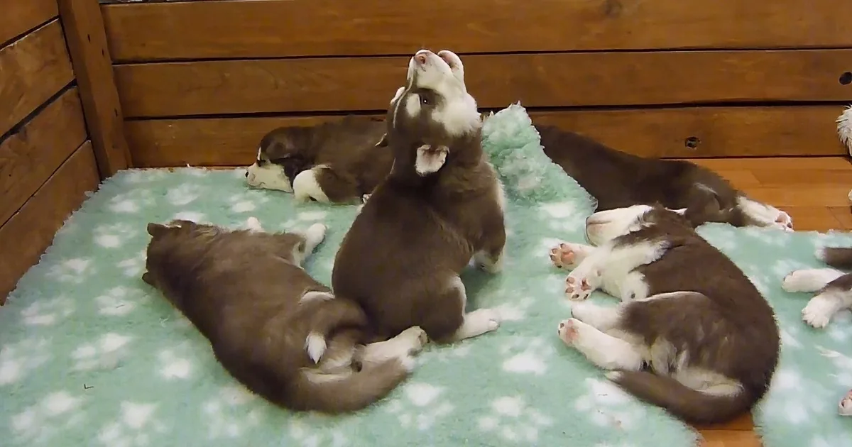 Baby Husky Howls to Wake His Sleepy Siblings, Sounds Just Like a Wookie!