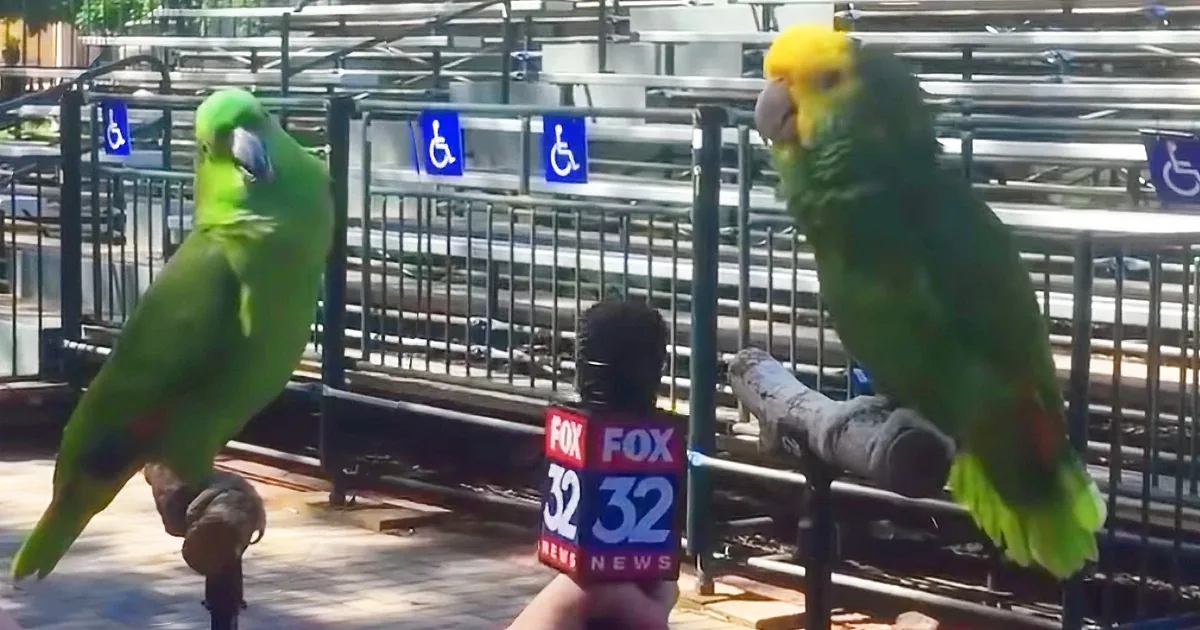 Two parrots, one green and one yellow, are perched on a person's shoulder, with a Fox 32 News reporter in the background.