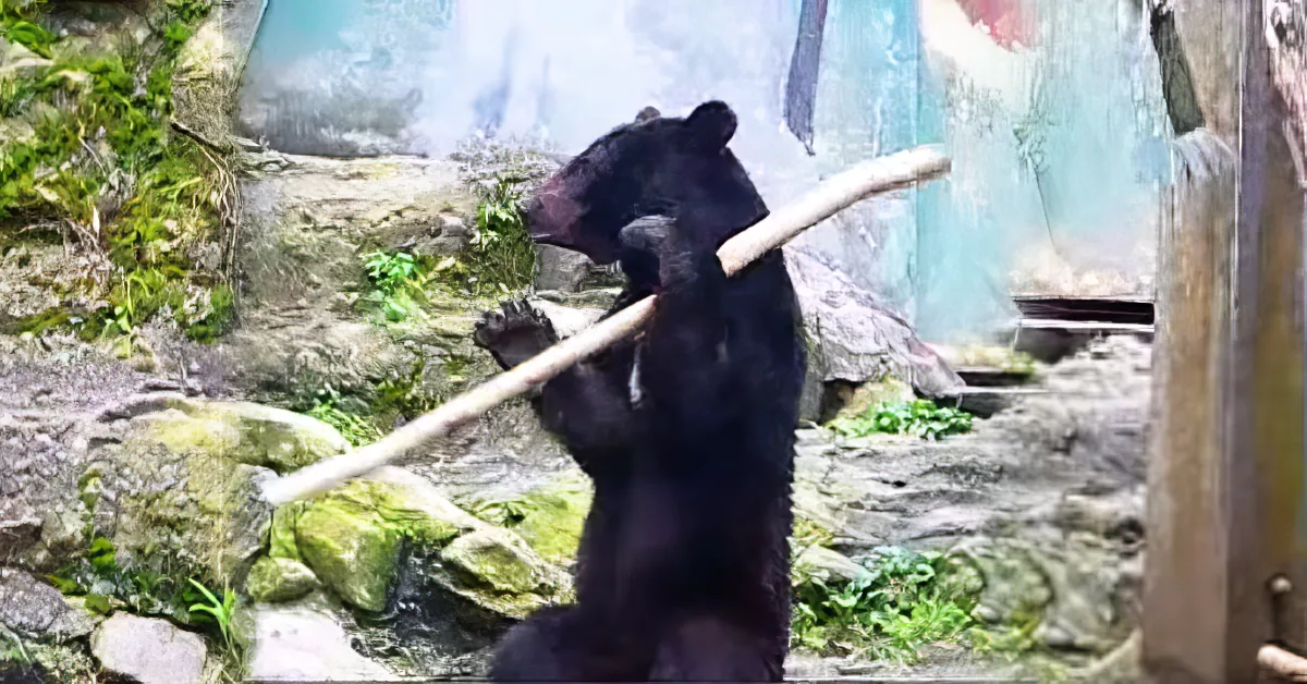 A black bear is resting on a mossy rock near a water feature in a naturalistic enclosure.