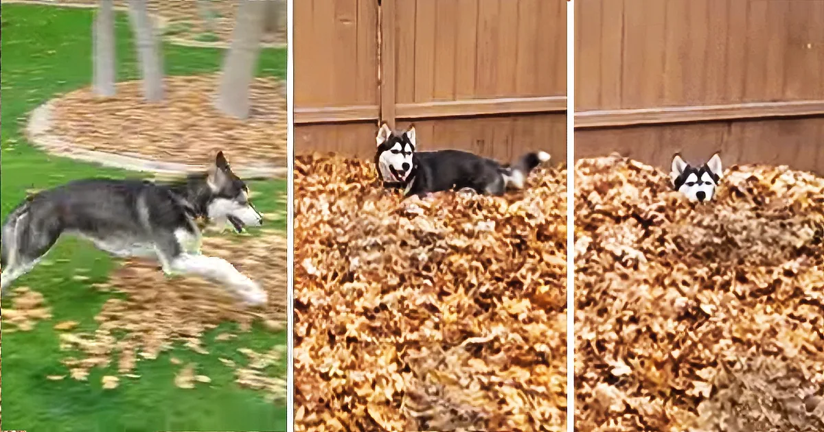 A husky dog runs through leaves, then rests in a pile, and finally peeks out from behind it.