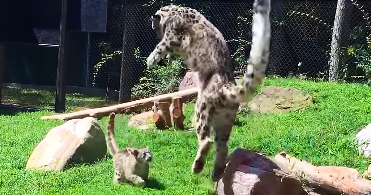 A snow leopard leaps mid-air while a cub watches below in a grassy enclosure.