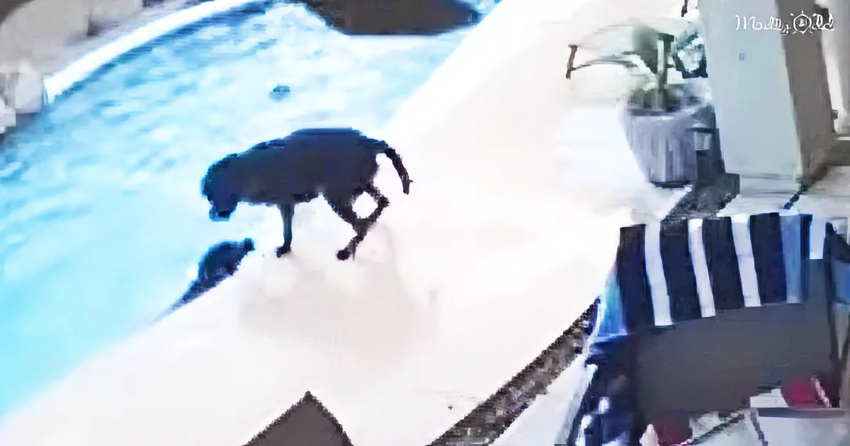 A dog stands at the edge of a pool, its silhouette visible against the water.