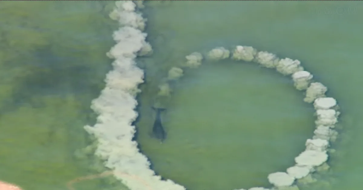 Dolphin Creates a Strange Circle Pattern and Waits as the Camera Captures an Incredible Phenomenon