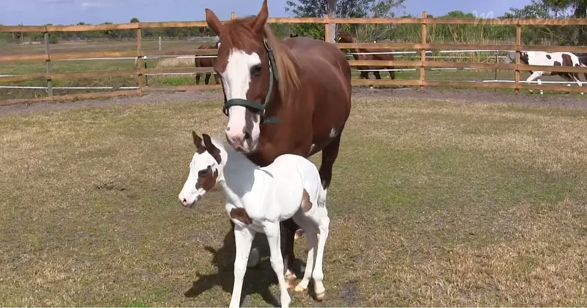 A brown horse with a white blaze stands protectively over a white foal in a fenced pasture.