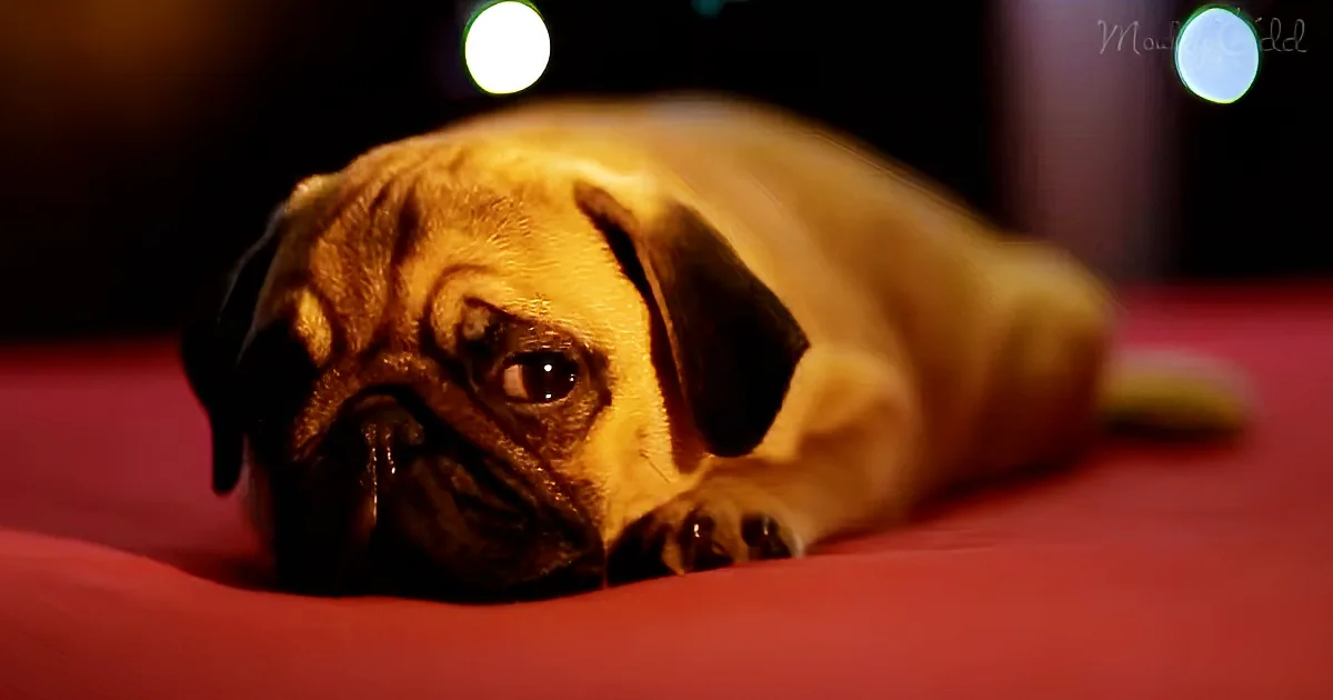 A pug dog lies on a red surface, looking directly at the camera with a slightly sad expression.