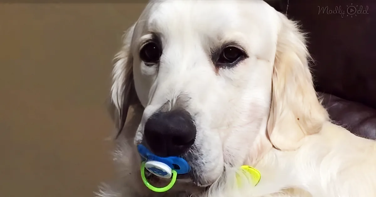 Max Refuses to Give up Pacifier, but When Mom Tries to Get It Back, I Can''t Stop Laughing!