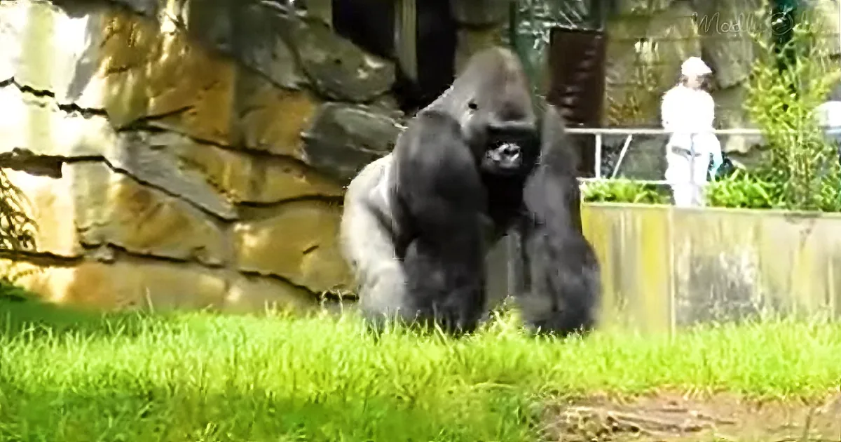 Gorilla With a Teenager's Sense of Humor Pulls Hilarious Prank