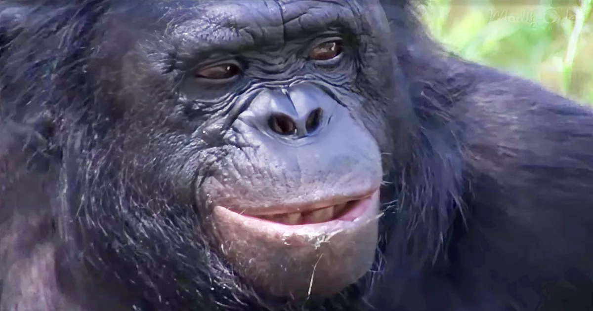 Smart Monkey Builds a Fire by Himself, but He Doesn't Stop There and It Will Blow Your Mind