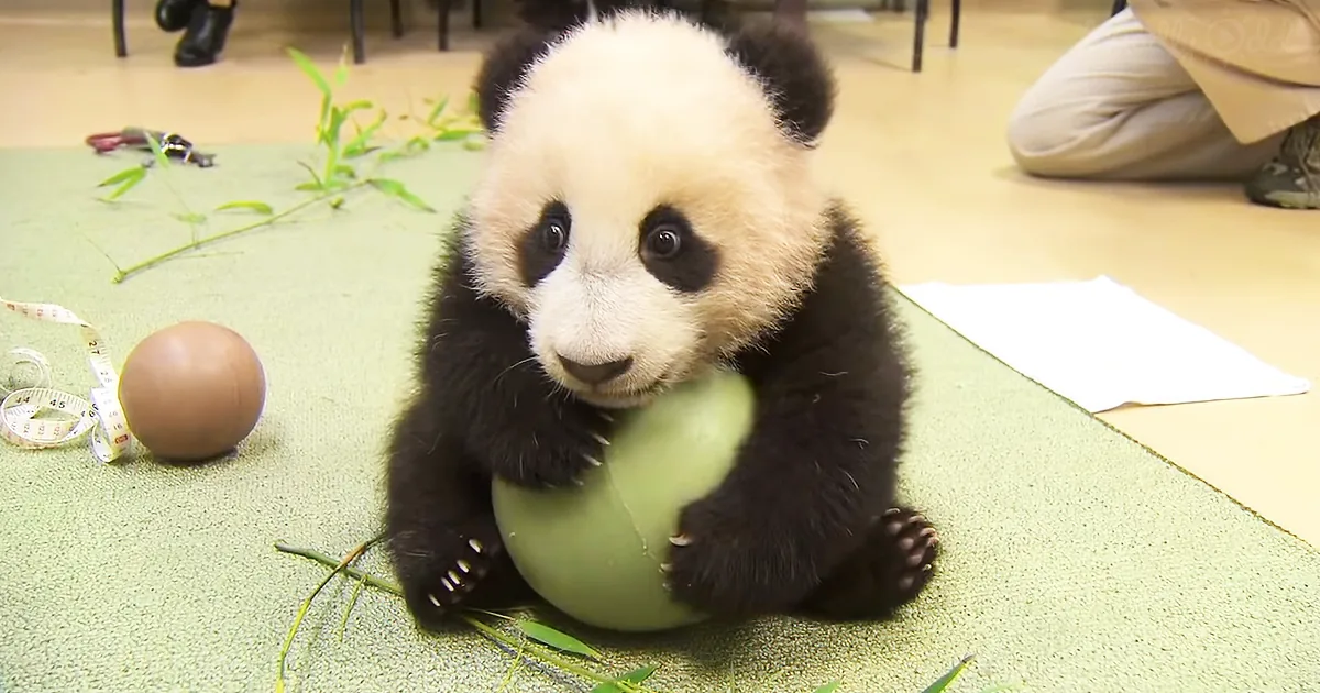 Doctors Try to Take Away Panda's Ball. but Watch His Adorable Fit When He Decides He's Keeping It