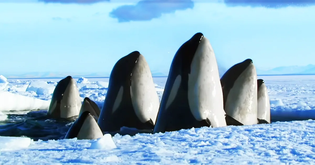 This Is the Most Beautiful Thing You'll Ever See and Hear. I Could Rewatch It Endlessly!