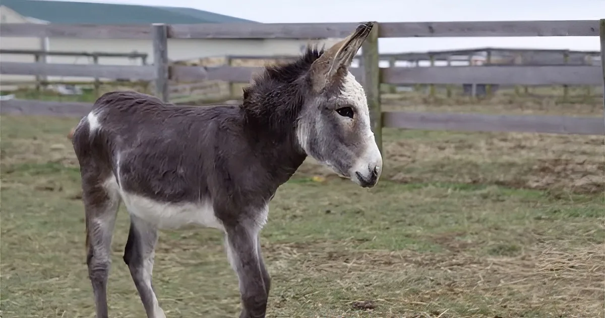 Separated for Weeks, Depressed Donkey Misses Mom Terribly, but Watch His Reaction When She Returns