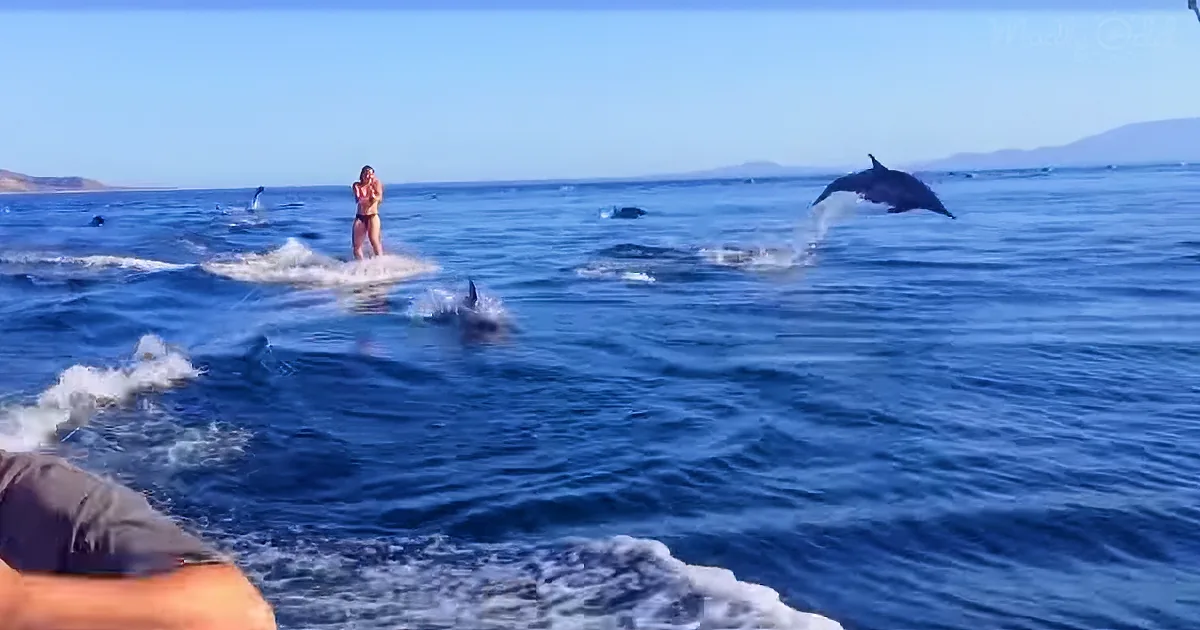 A woman in a bikini stands on a surfboard, surrounded by dolphins leaping and splashing in the ocean.