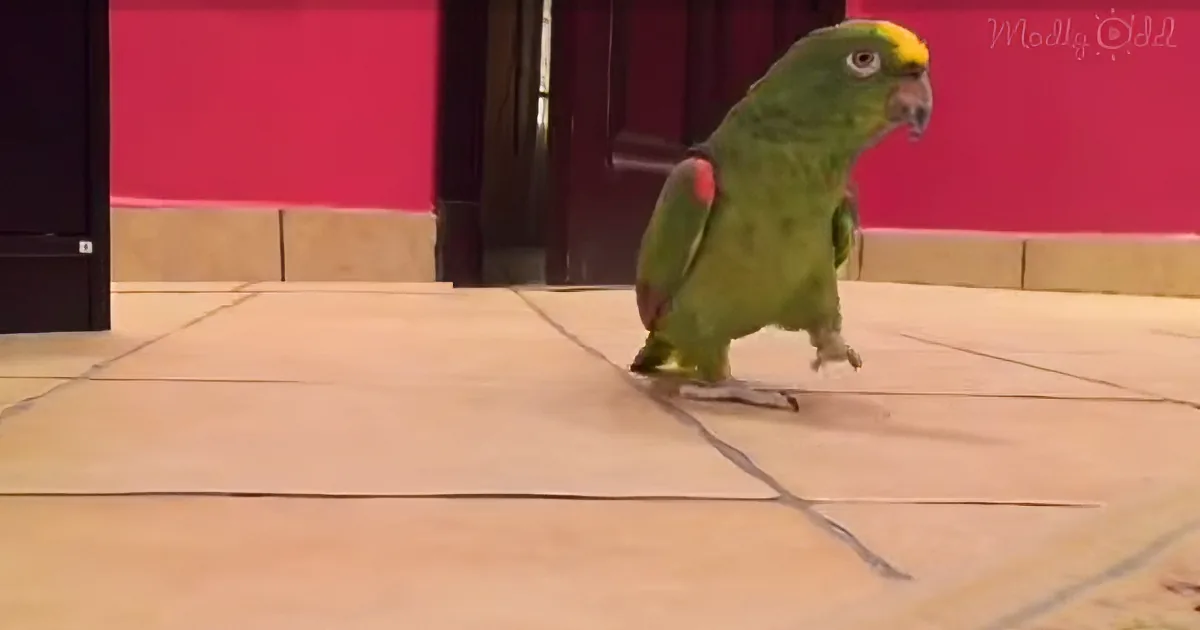 You'll Be in Tears Over This Parrot When He Makes His Hilarious Bathroom Appearance