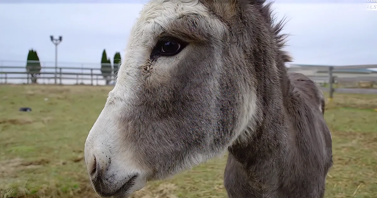 Heartbroken Mama Donkey Cries Tears of Joy When She Is Reunited With Her Baby