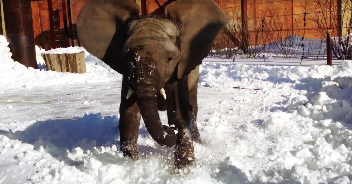 An elephant with large ears and tusks stands in deep snow, its trunk raised as it moves forward.