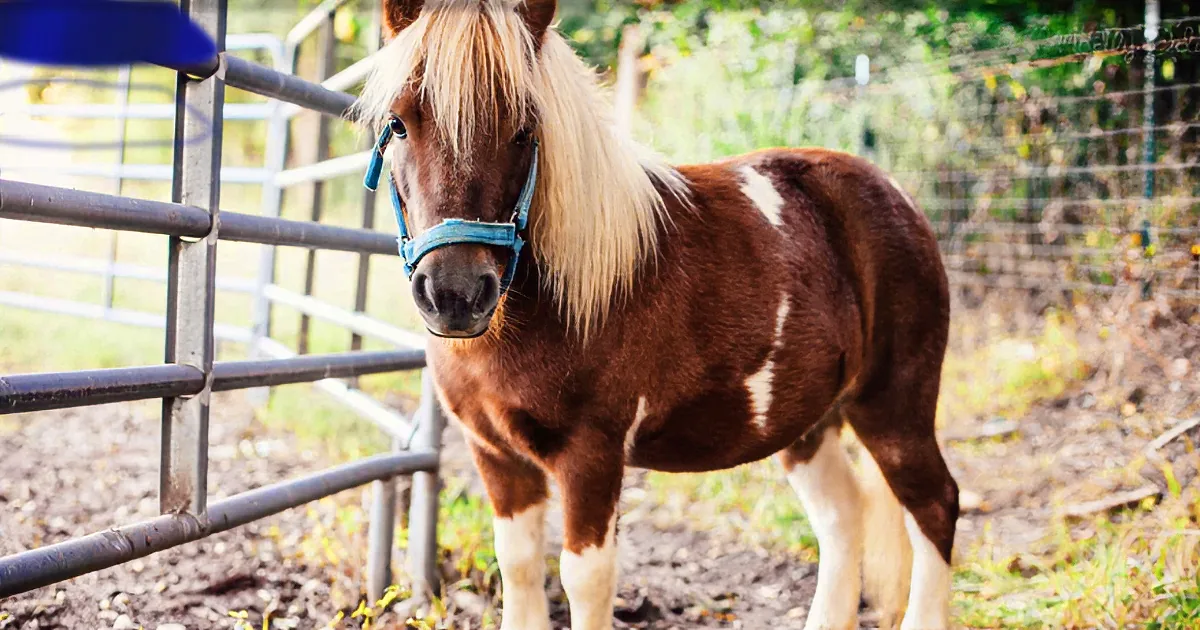 A brown and white horse with a blue halter stands in a fenced area with a blurred background.
