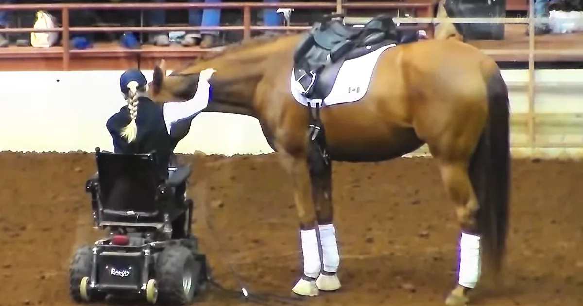 A person in a wheelchair interacts with a horse in an indoor arena.
