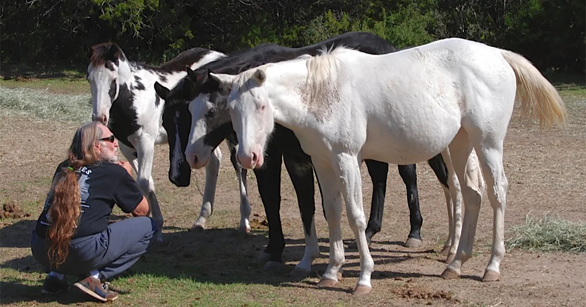 See Willie Nelson's 'Luck Ranch' Where Over 70 Rescue Horses Now Live Happy Lives