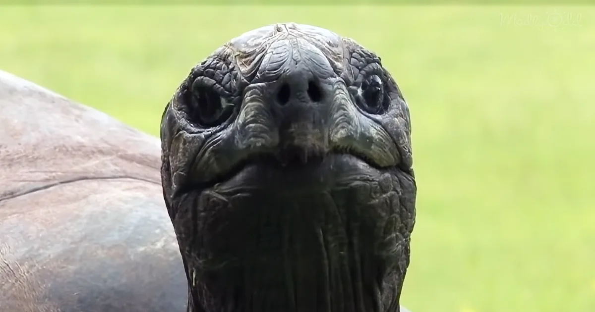 A close-up of a large tortoise's head with a textured, scaly surface and a blurred green background.