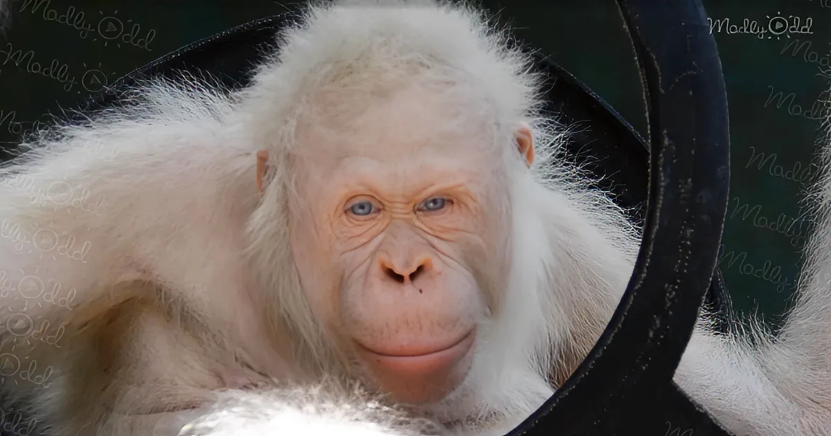 Rare White Orangutan Sat Alone in a Rusty Cage, but Watch Her Beautiful Reaction When They Set Her Free