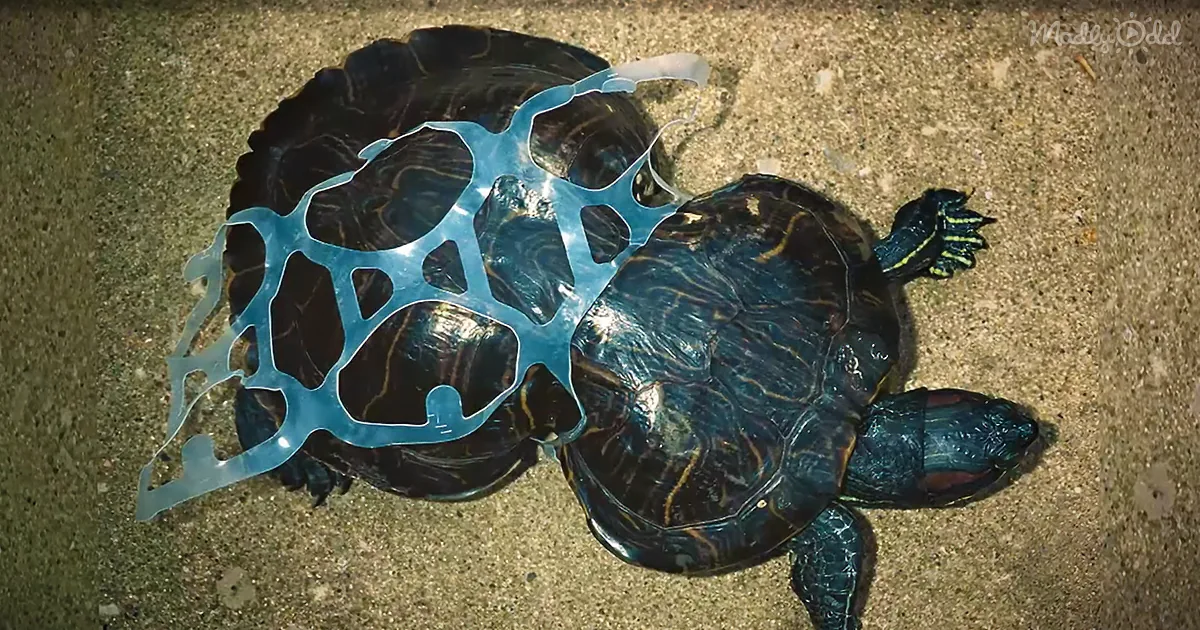 A turtle with a blue, abstract, web-like pattern on its shell lies on sandy ground.
