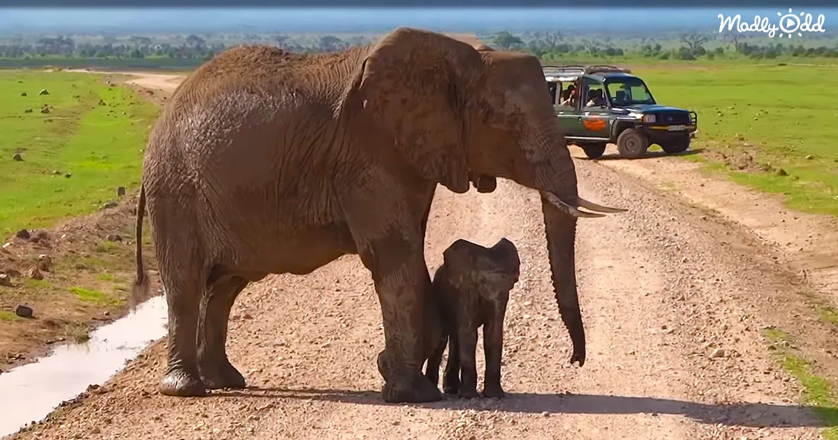 A large elephant and its calf stand on a dirt road, with a safari vehicle in the background.
