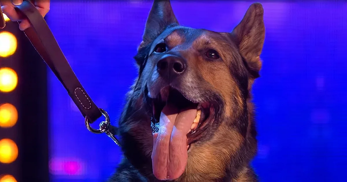 A German Shepherd dog with its tongue out, wearing a collar, and being held by a leash.