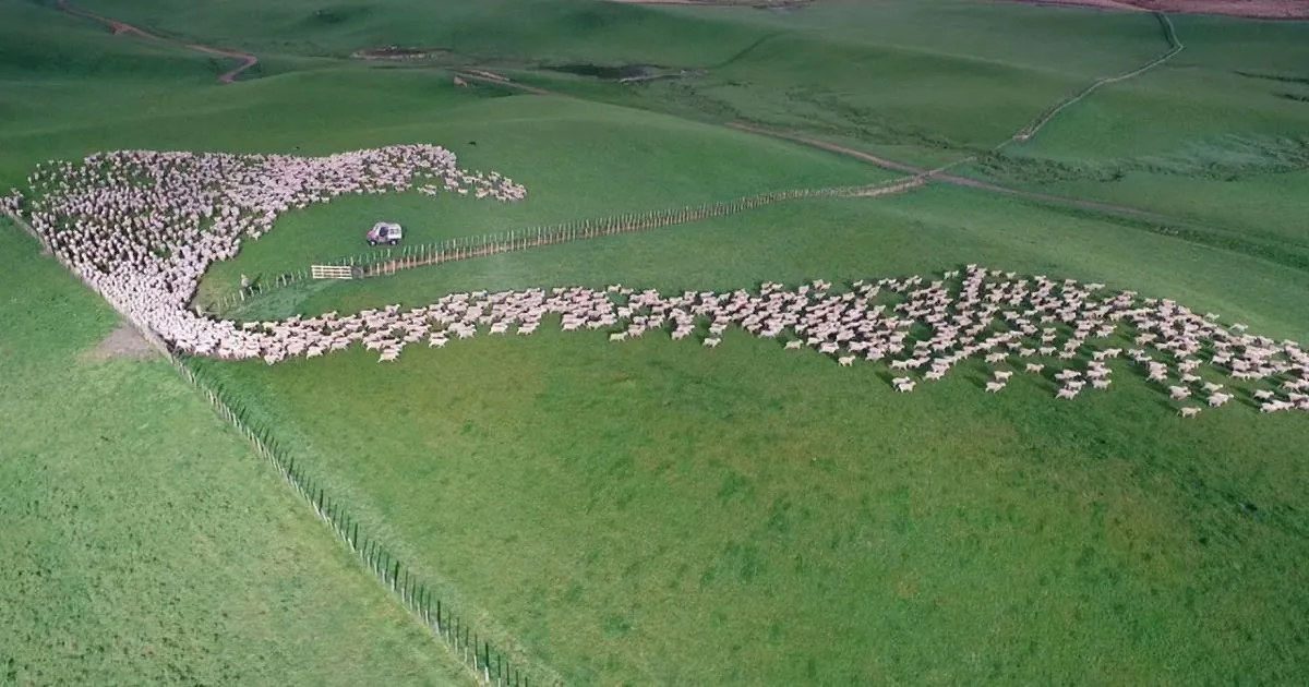 He Took a Clip of Hundreds of Sheep From the Air. but When This Gate Opens? You'll Be Breathless