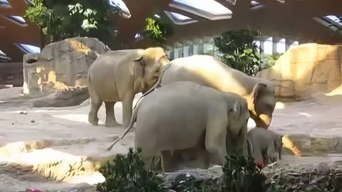 When This Baby Elephant Falls While Playing in the Zoo the Herds'' Reaction Is