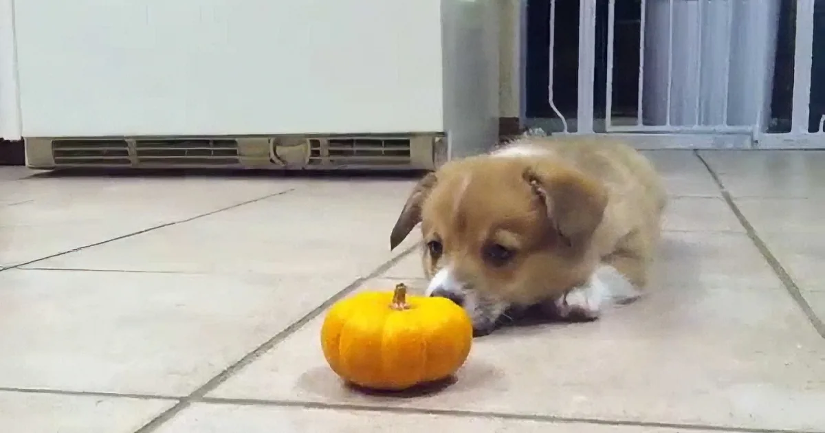 They Put a Tiny Pumpkin in Front of This Corgi Puppy. What Followed Next? LOL!