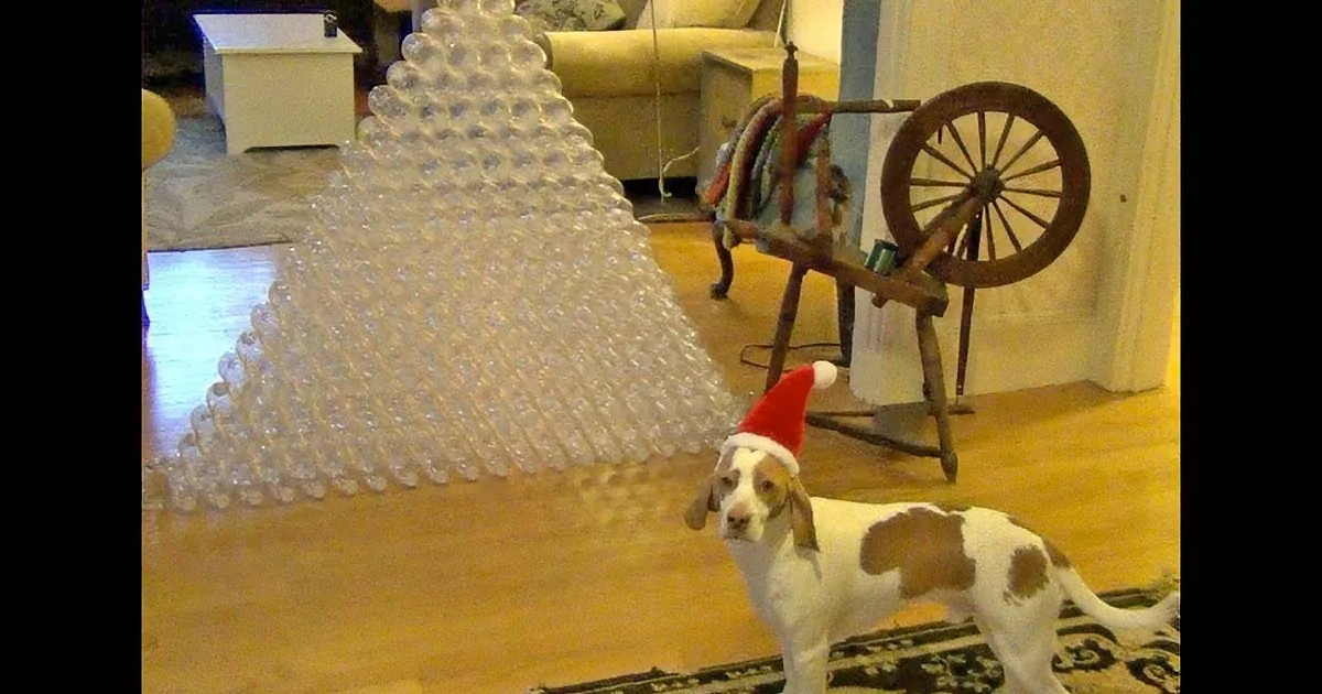 His Owner Stacks up Bottles in a Pyramid. How This Dog Reacts to It Is Adorable!