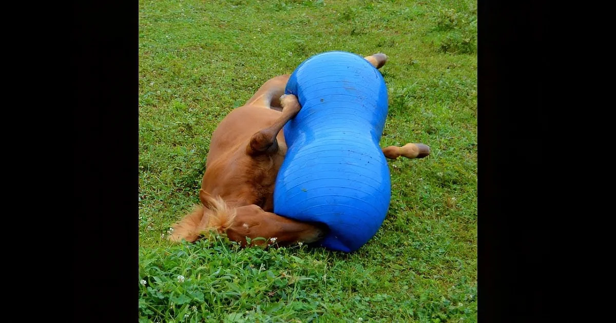 Baby Horse Falls on His Back. but Wait Till His Brother Joins in to Play! Precious!