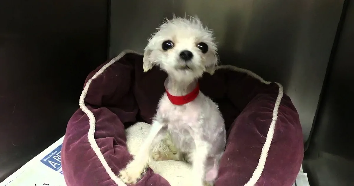 A small white dog wearing a red collar sits in a purple dog bed with a white blanket.