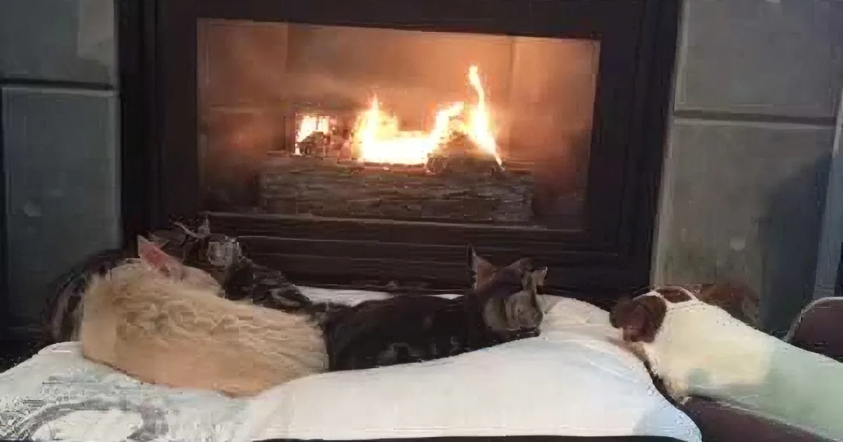 Two cats and a dog are lounging on a bed in front of a lit fireplace.