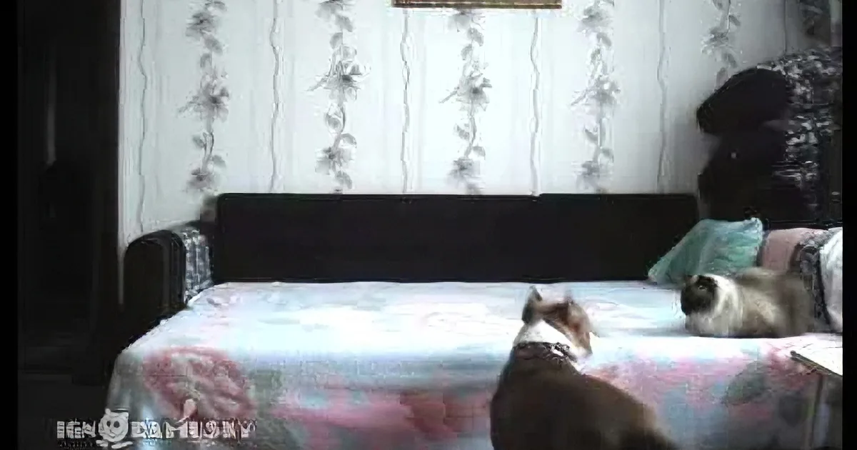 Two cats on a bed with floral bedding, one sitting and one lying down.