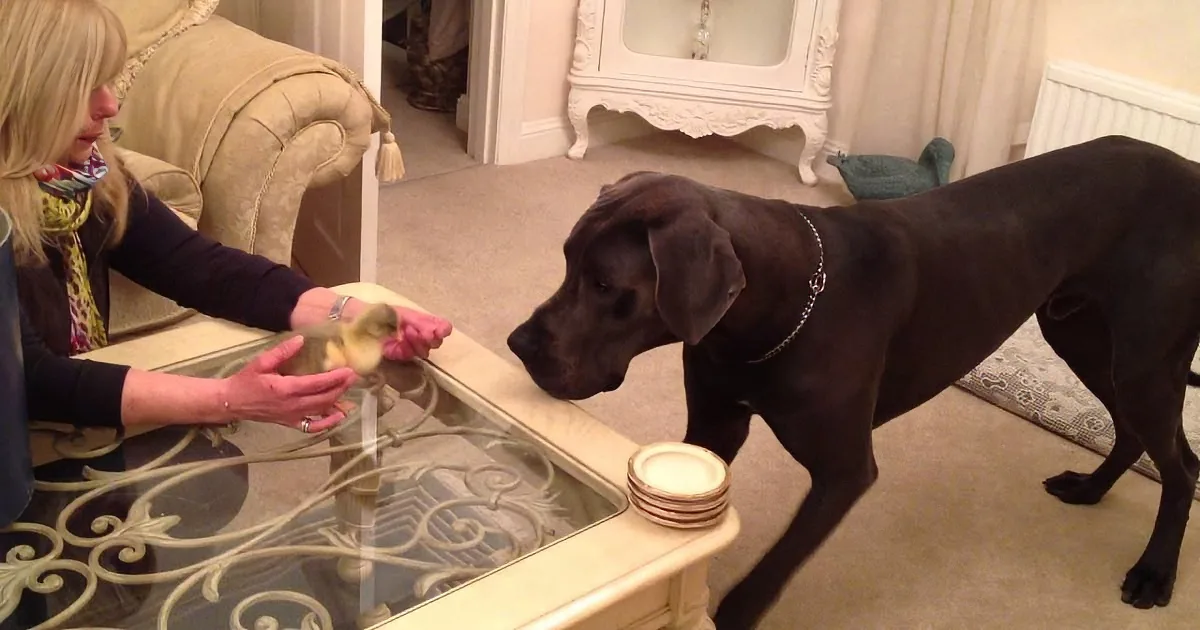 A woman holds a duckling near a coffee table as a large black dog sniffs it.