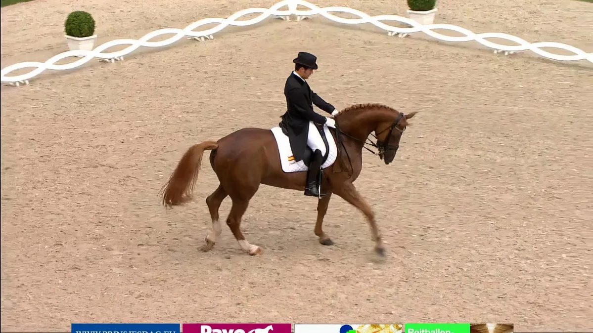 A rider in formal attire leads a brown horse in a dressage arena.