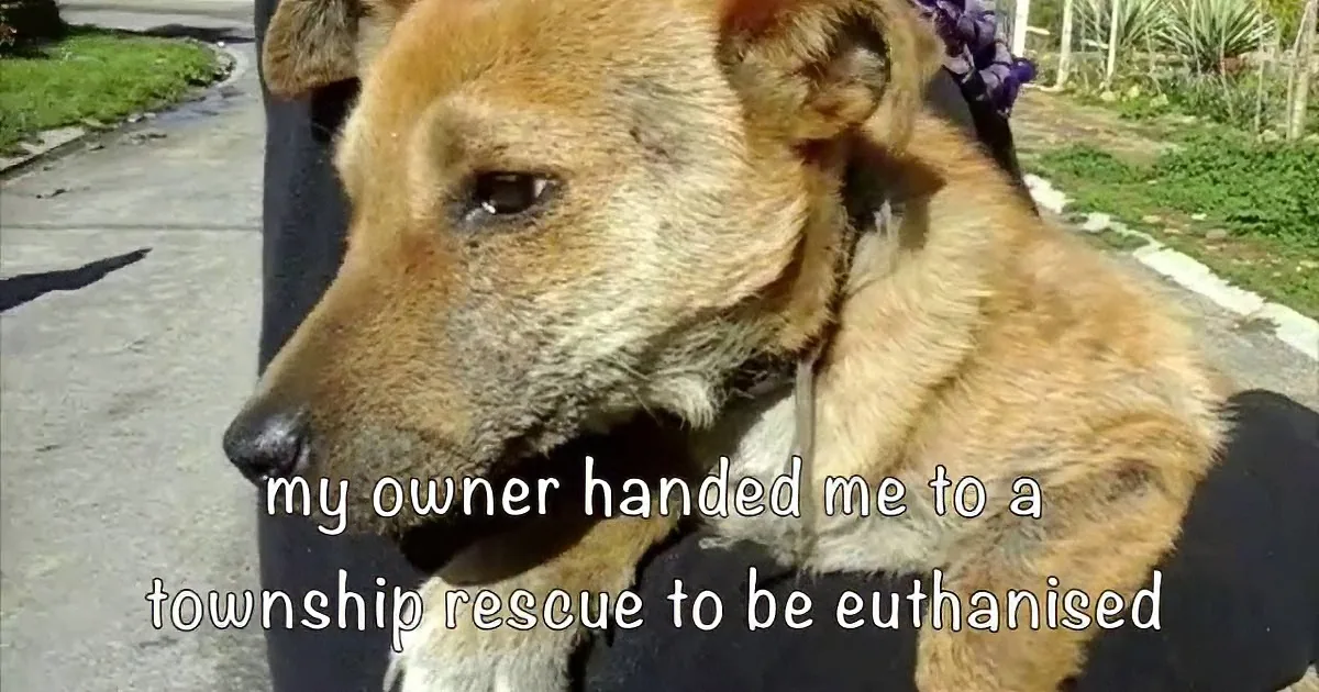 Confused Dog Freezes up When He Finally Figures out What Love Feels Like