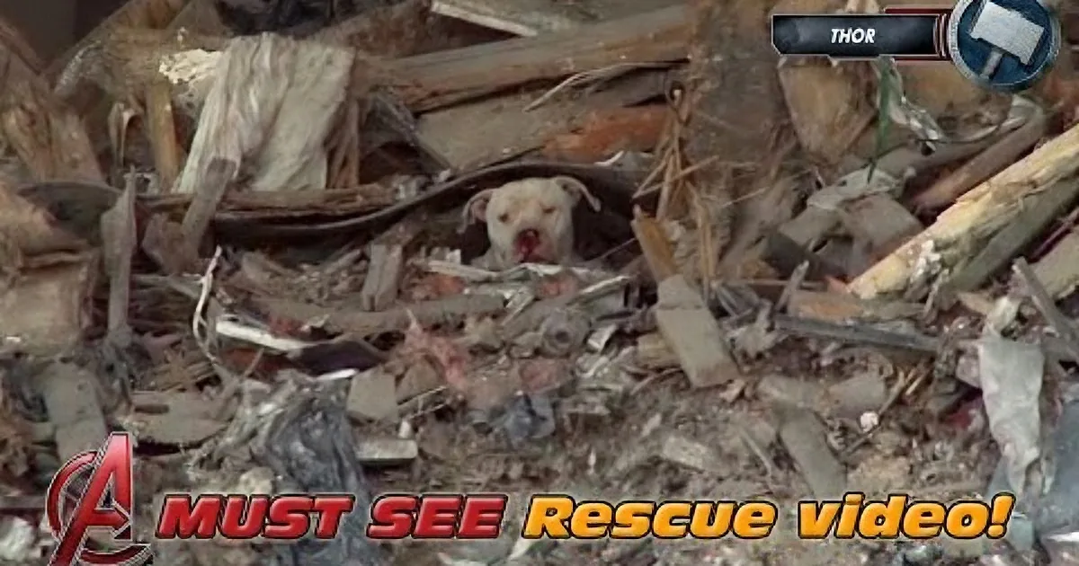They Rushed to Rescue a Homeless Dog but Where They Found Him? My Heart Broke Into Pieces