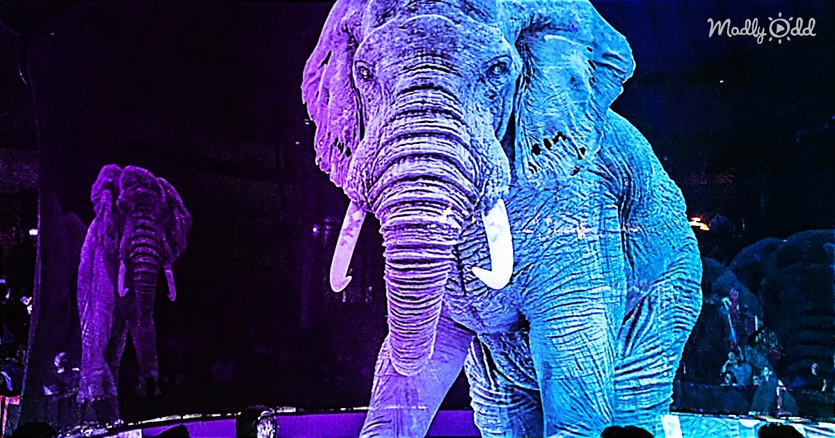German Circus Uses Holograms Instead of Live Animals for a Cruelty-Free, Magical Experience